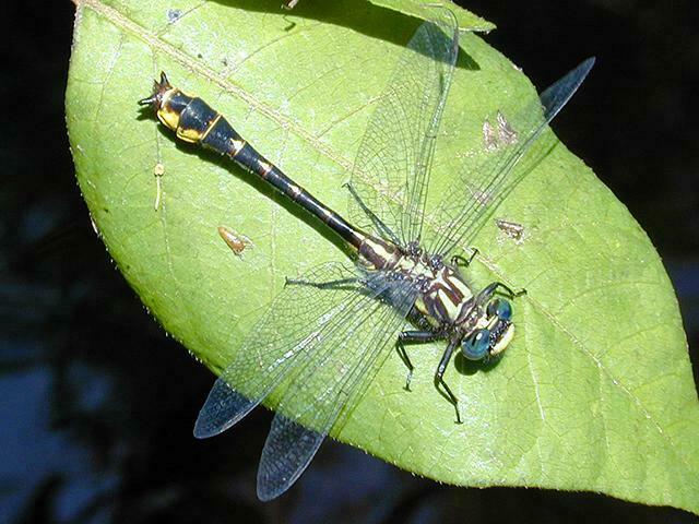 Banner Clubtail from Pittsgrove, NJ 08318, USA on June 3, 2000 at 01:20 ...