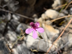 Pelargonium capillare