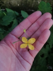 Chelidonium majus