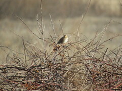 Passerculus sandwichensis