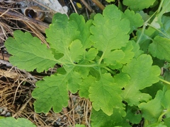Chelidonium majus