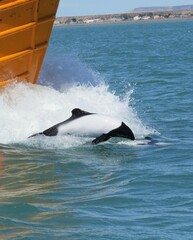 Cephalorhynchus commersonii