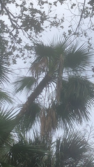 Acoelorraphe wrightii