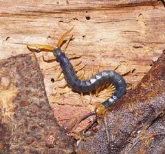 Cormocephalus westwoodi