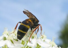 Argogorytes mystaceus