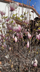 Magnolia × soulangeana