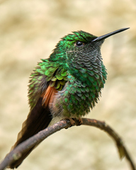 Saucerottia beryllina