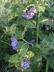 Solanum xanti