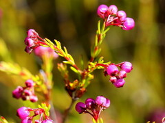 Erica multumbellifera