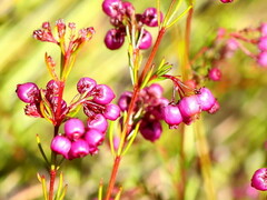 Erica multumbellifera