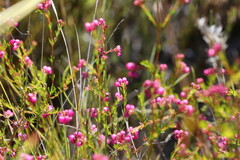 Erica multumbellifera