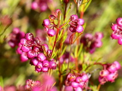 Erica multumbellifera