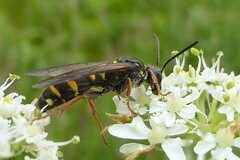 Argogorytes mystaceus