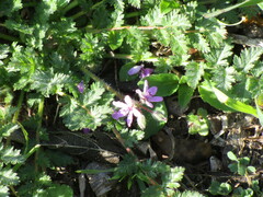Erodium