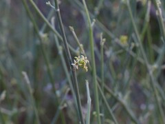 Leptadenia pyrotechnica