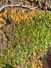 Callicladium imponens