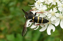 Argogorytes mystaceus