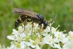 Argogorytes mystaceus