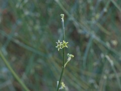 Leptadenia pyrotechnica