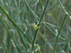 Leptadenia pyrotechnica