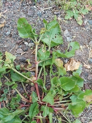 Rumex spinosus