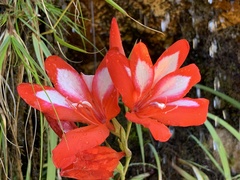 Gladiolus cardinalis