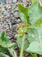 Rumex spinosus