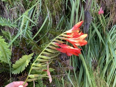 Gladiolus cardinalis