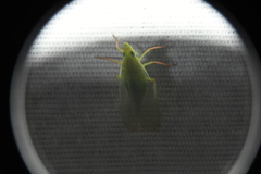 Rhynchomitra recurva