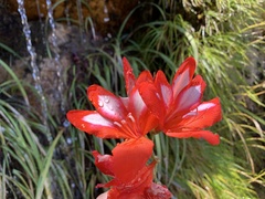 Gladiolus cardinalis