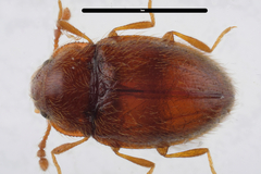 Symbiotes gibberosus