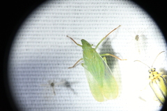 Rhynchomitra recurva