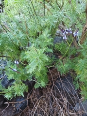 Lavandula canariensis