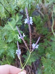 Lavandula canariensis