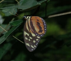 Tithorea harmonia hippothous