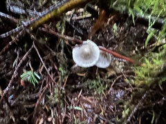 Mycena amicta
