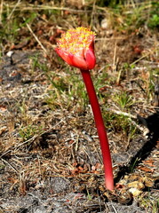 Haemanthus sanguineus