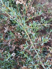 Salsola divaricata