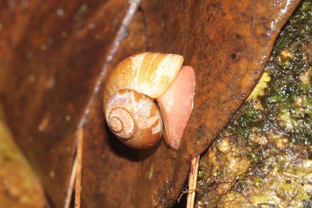 Neocyclotus cayennensis