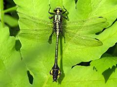 Gomphurus ventricosus