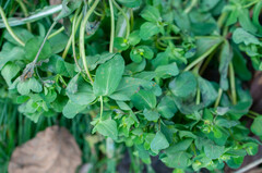 Melampsora helioscopiae