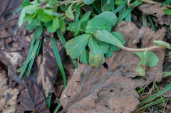 Melampsora helioscopiae