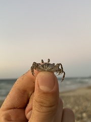 Ocypode occidentalis