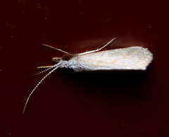 Asmicridea edwardsii