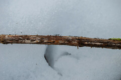 Acrospermum compressum