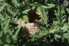 Sporophila ruficollis