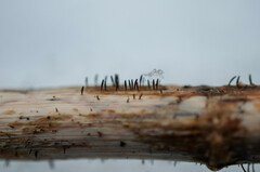 Acrospermum compressum