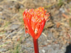 Haemanthus sanguineus