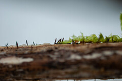 Acrospermum compressum