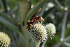 Polistes cavapyta